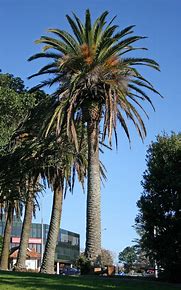 palm tree removal price Perth