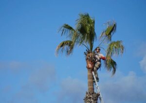 professional palm tree pruning Adelaide